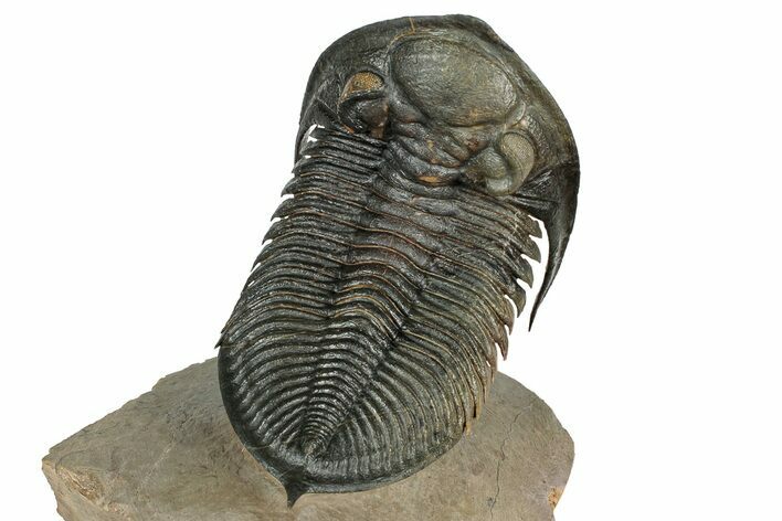 Flying Zlichovaspis Trilobite - Atchana, Morocco #334937